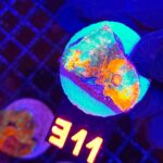 Echinophyllia RAINBOW PREMIUM (311)