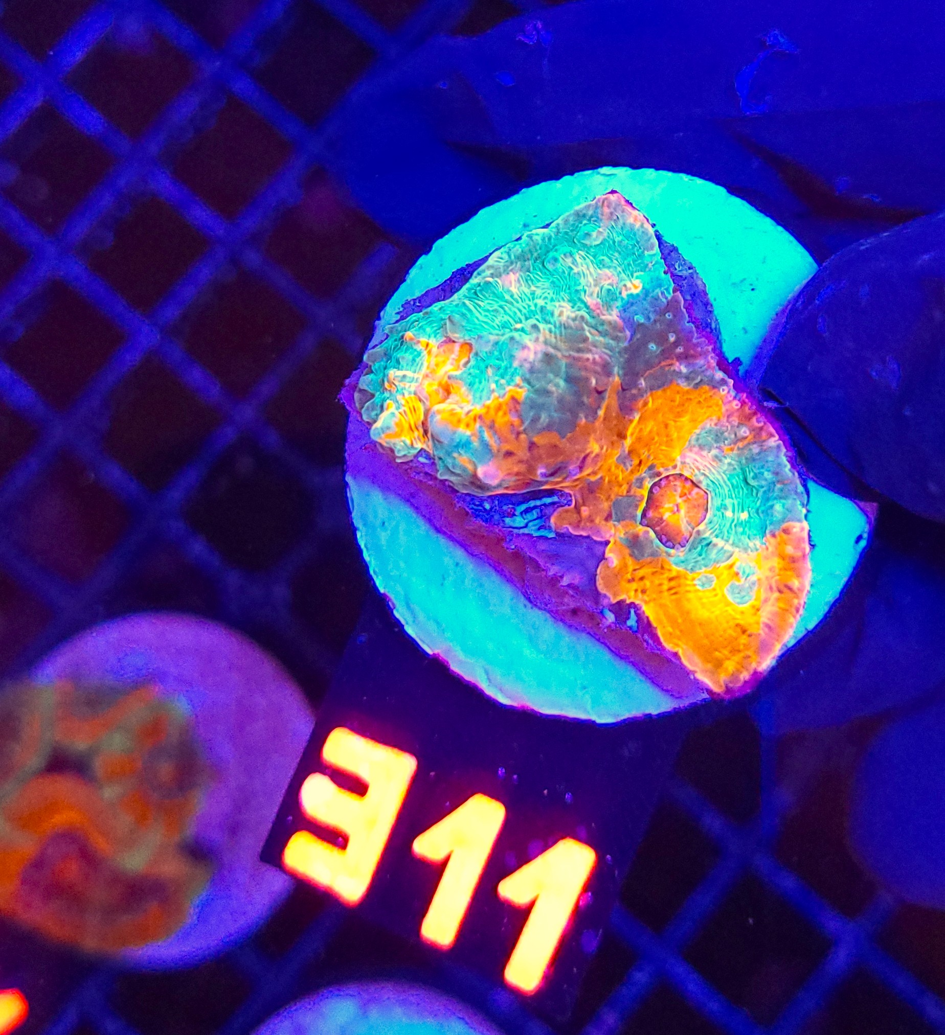 311 Echinophyllia RAINBOW PREMIUM (311) - obrazek 1