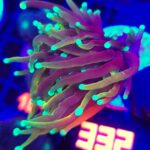 Euphyllia glabrescens dragon soul 1h (332)