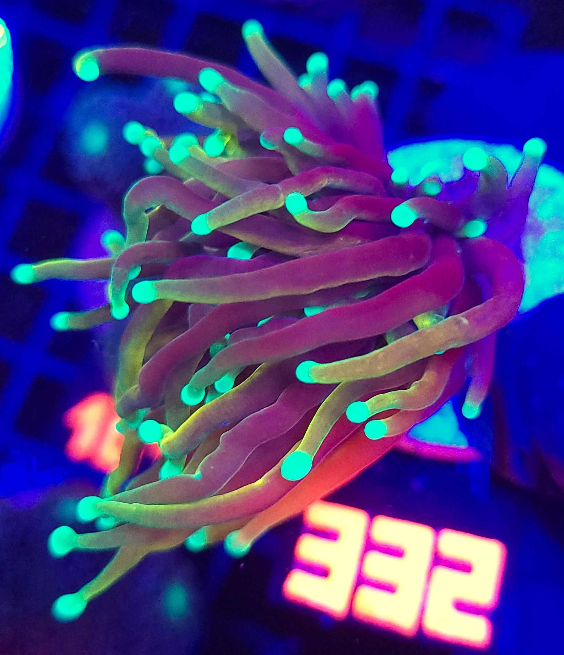 332 Euphyllia glabrescens dragon soul 1h (332) - obrazek 1