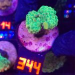 Euphyllia paraancora GOLD 2h (344)