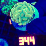 Euphyllia paraancora GOLD 1h (344)