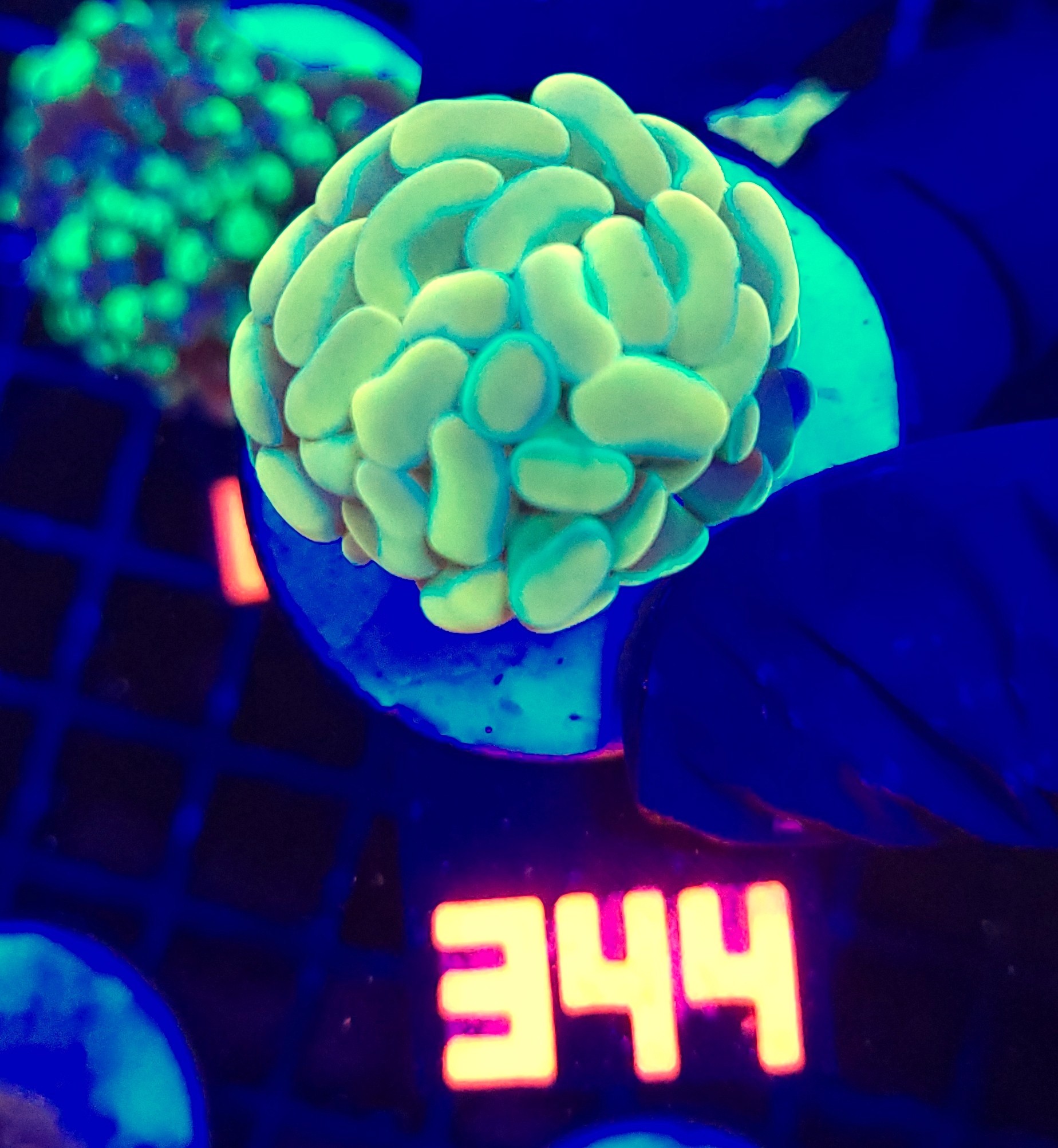 344 Euphyllia paraancora GOLD 1h (344) - obrazek 1
