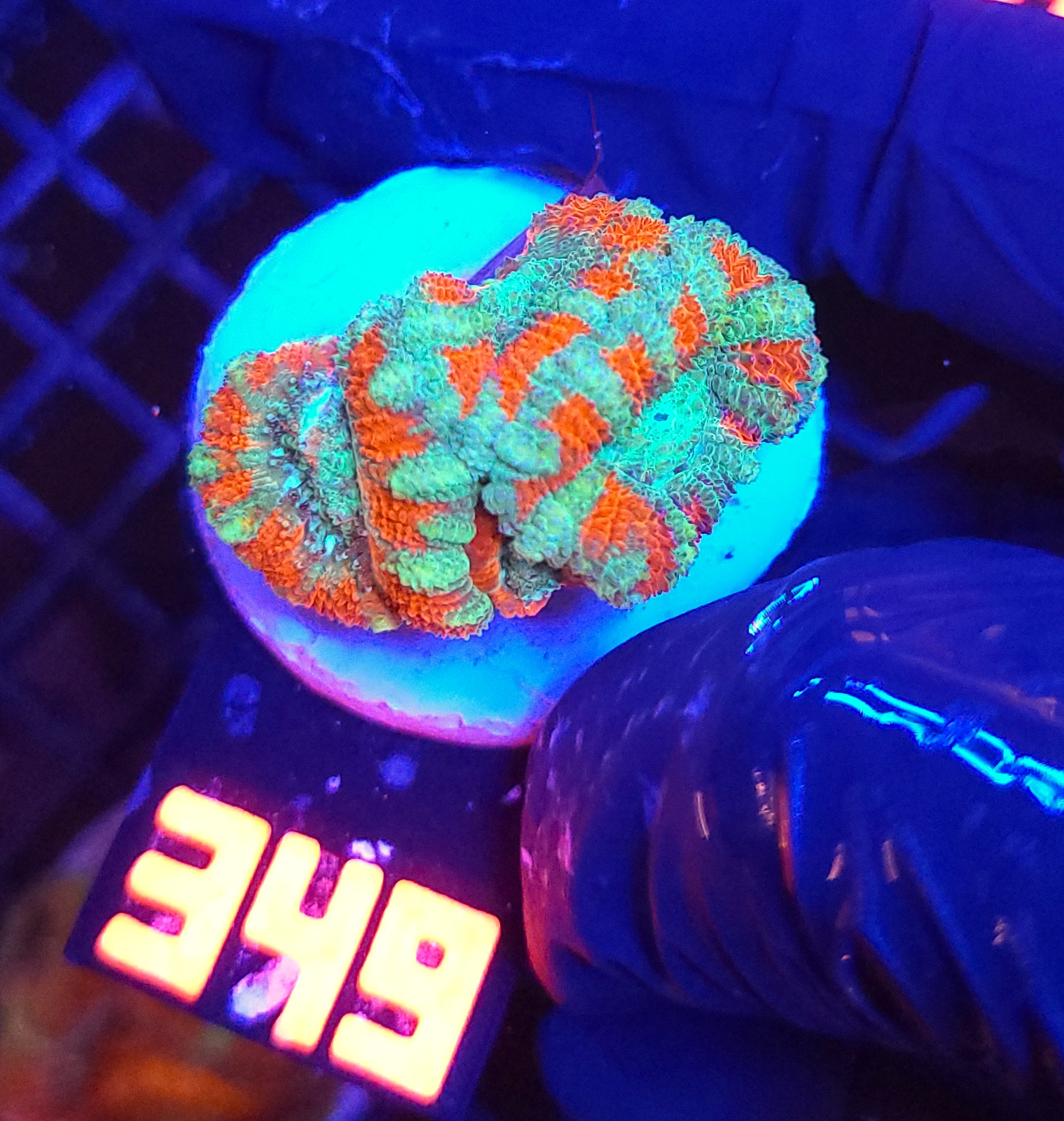 349 Acanthastrea lordhowensis (349) - obrazek 1