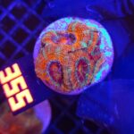 Acanthastrea Bowerbanki (355)