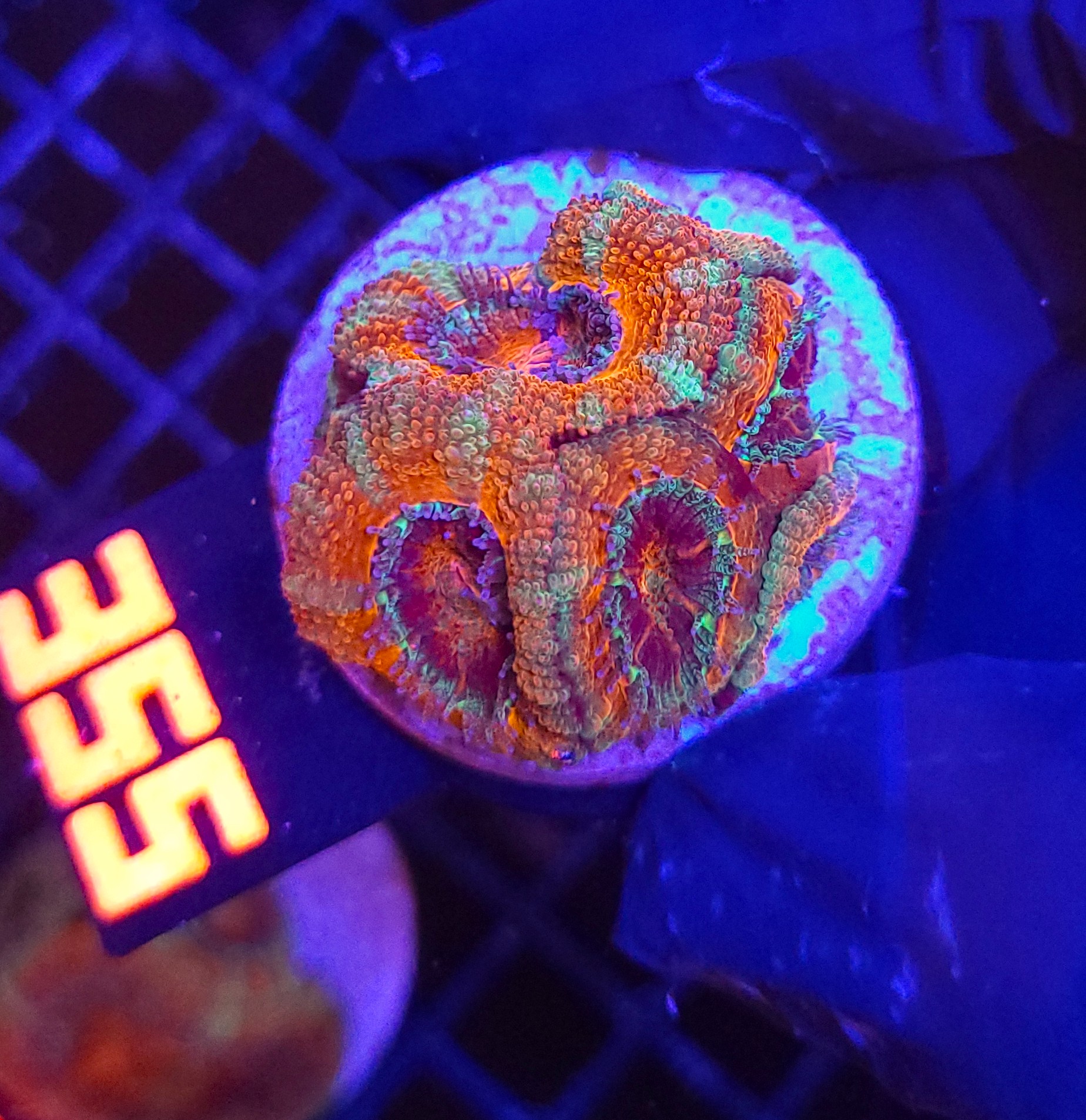 355 Acanthastrea Bowerbanki (355) - obrazek 1