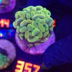 Euphyllia paraancora GOLD 1h (357)