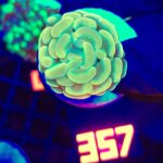 Euphyllia paraancora GOLD 1h (357)