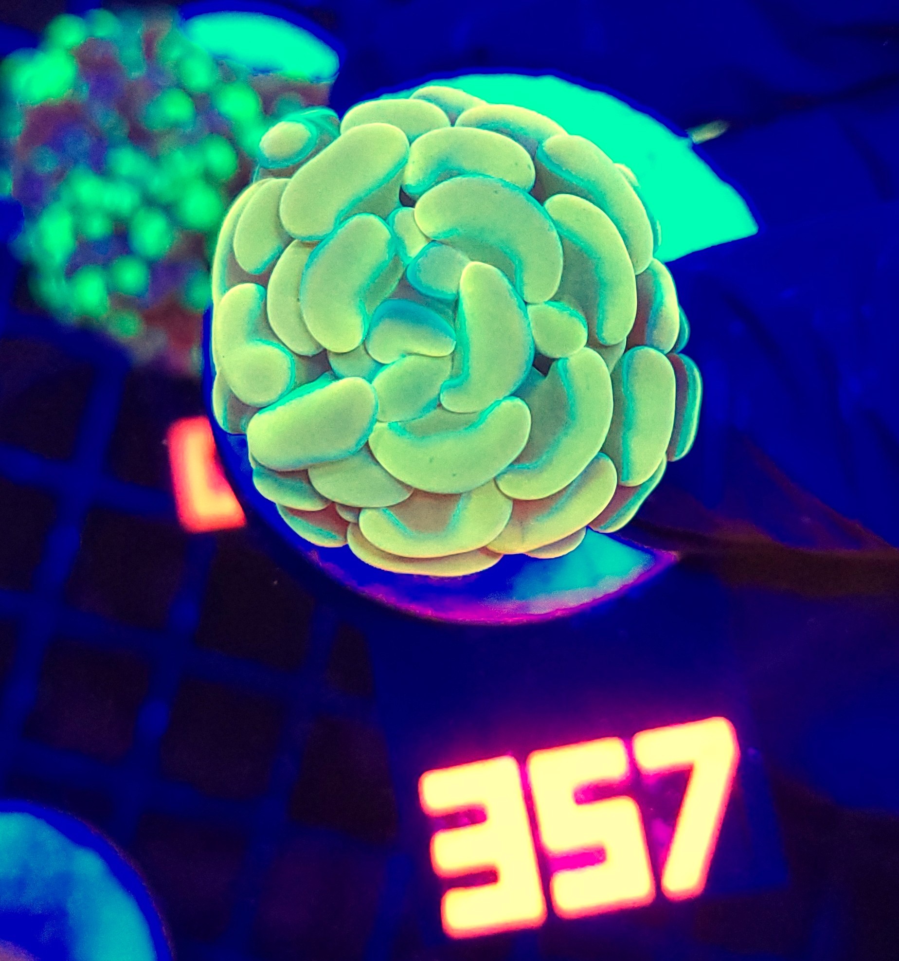 357 Euphyllia paraancora GOLD 1h (357) - obrazek 1