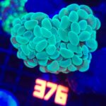 Euphyllia paraancora 3h (376)