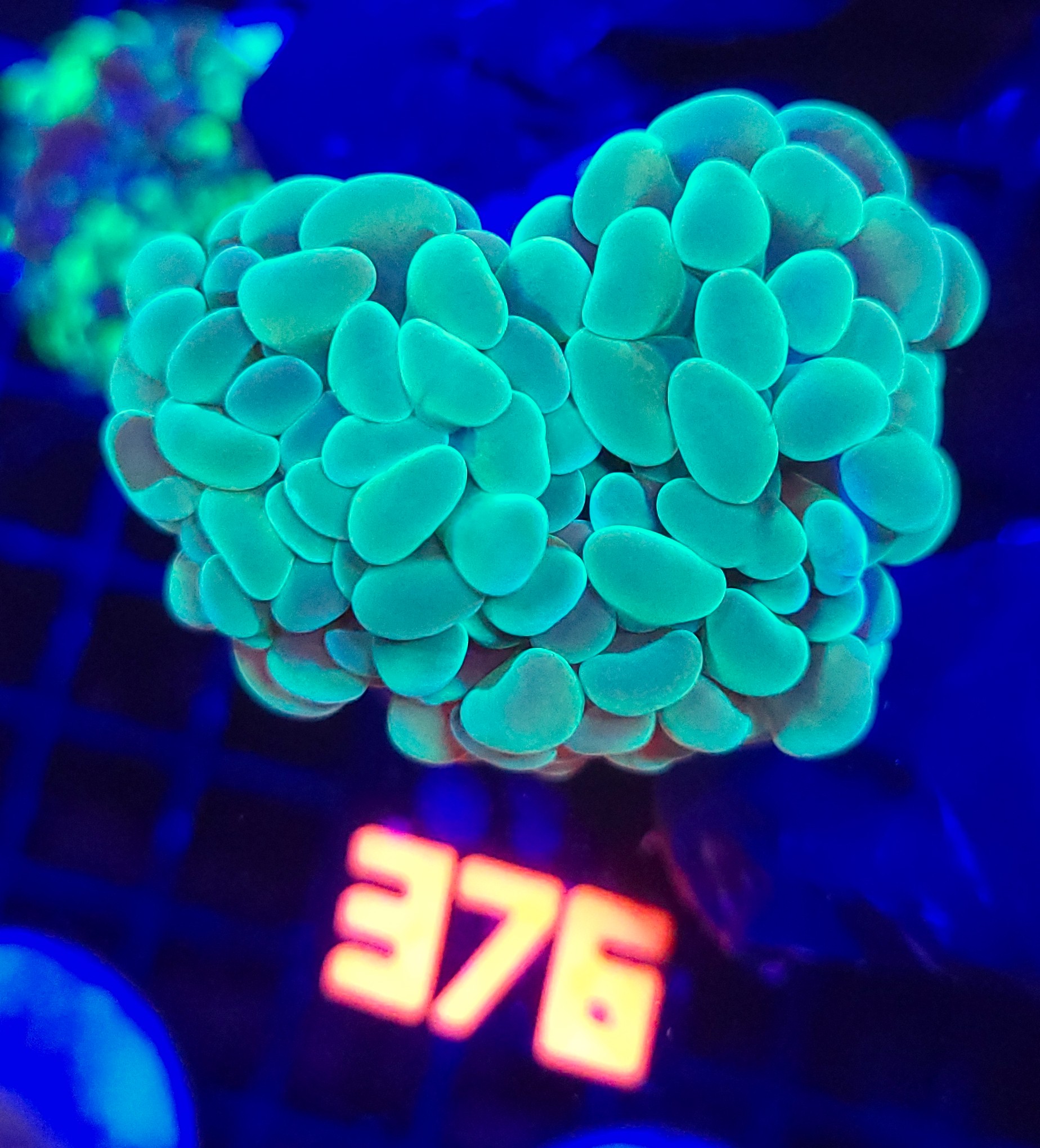 376 Euphyllia paraancora 3h (376) - obrazek 1