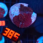 Discosoma Ruby Red (385)