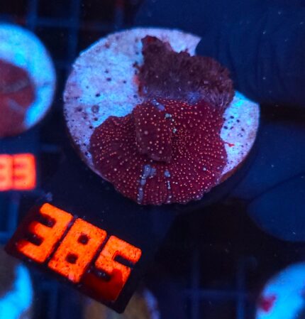 Discosoma Ruby Red (385)