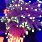 Euphyllia glabrescens Purple Lemon Tip 3h (390)