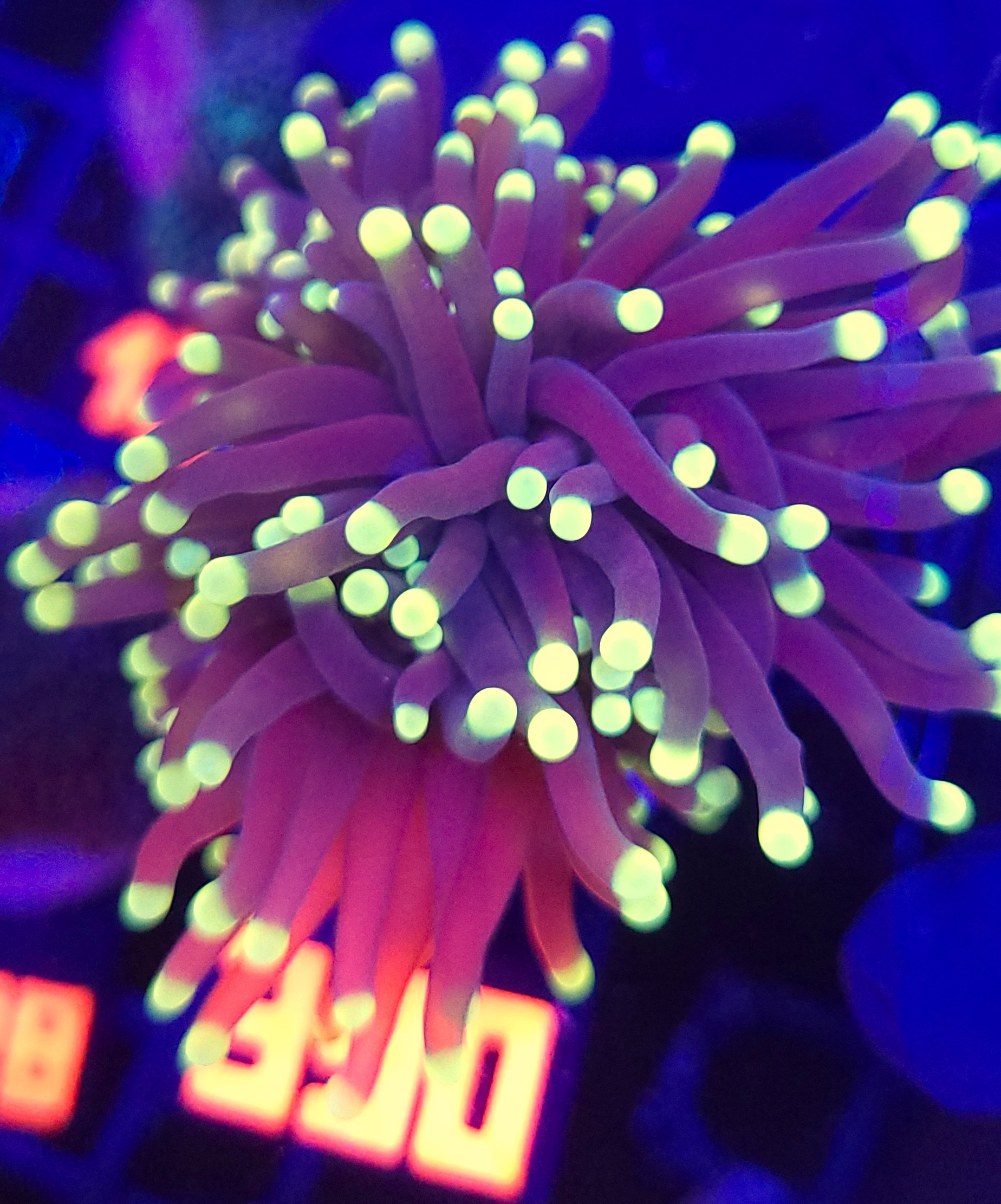 390 Euphyllia glabrescens Purple Lemon Tip 3h (390) - obrazek 1