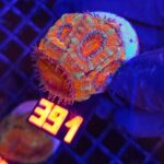 Acanthastrea Bowerbanki (391)