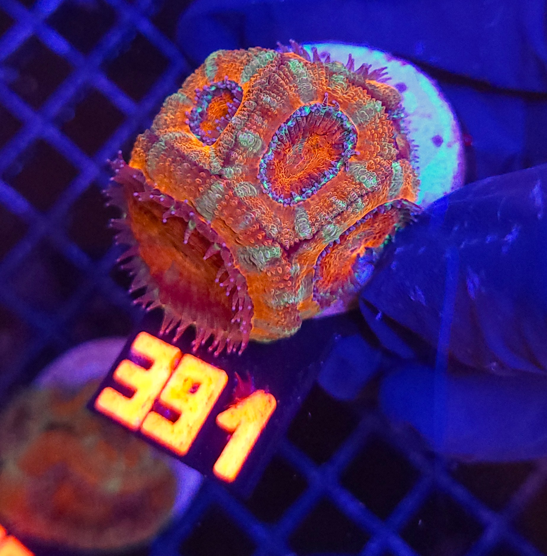 391 Acanthastrea Bowerbanki (391) - obrazek 1