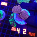 Euphyllia paraancora Pink 2h (4_2)