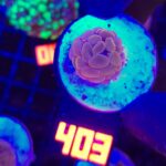Euphyllia paraancora Pink 1h (403)