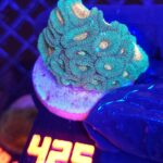 Favia Green Orange (425)