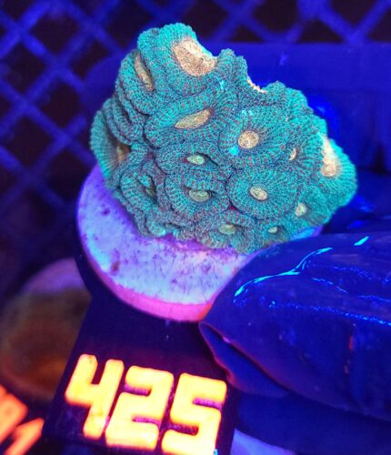 Favia Green Orange (425)