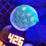 Favia Green Orange (426)
