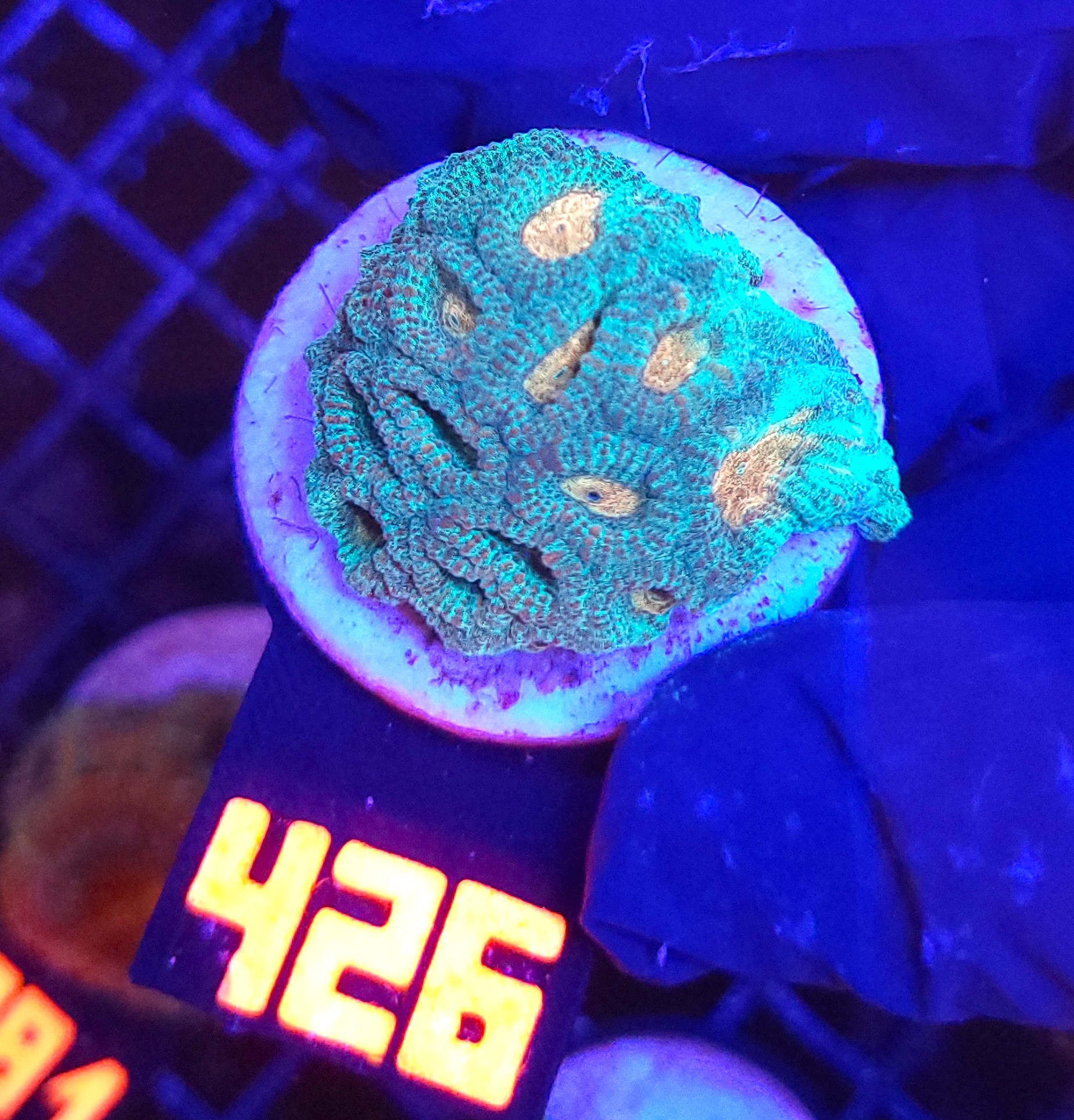 426 Favia Green Orange (426) - obrazek 1