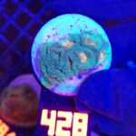 Favia Green Orange (428)