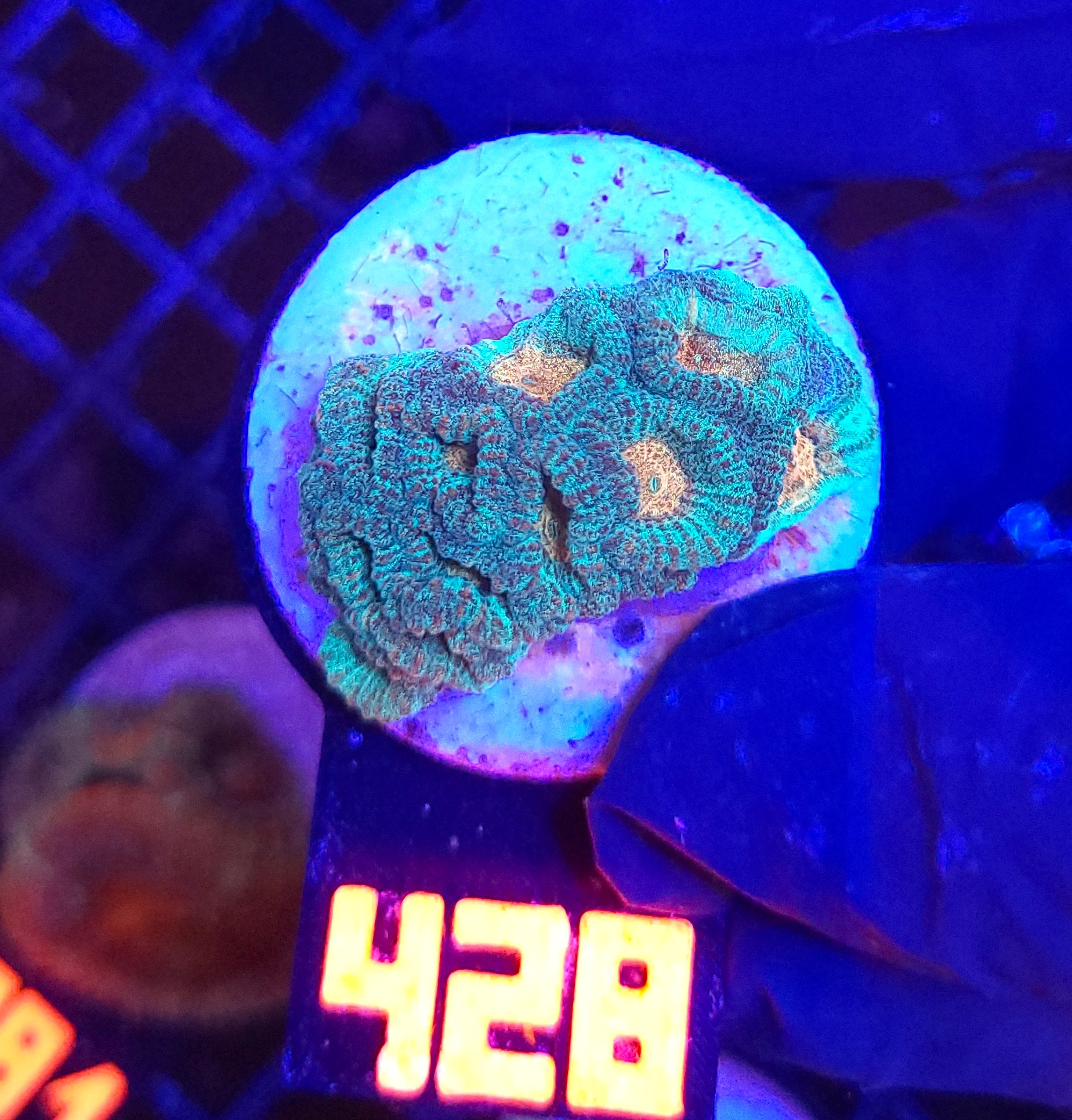 428 Favia Green Orange (428) - obrazek 1