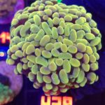 Euphyllia paraancora GOLD 4h (429)
