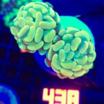 Euphyllia paraancora GOLD 2h (438)