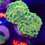 Euphyllia paraancora GOLD 2h (438)