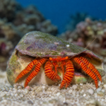 Ciliopagurus strigatus (pustelnik halloween)