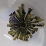 Oxymonacanthus bennetti (Liliowiec) - obrazek 2