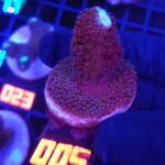Stylophora pistillata „Milka” (005)