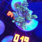 Acropora sp. (019)