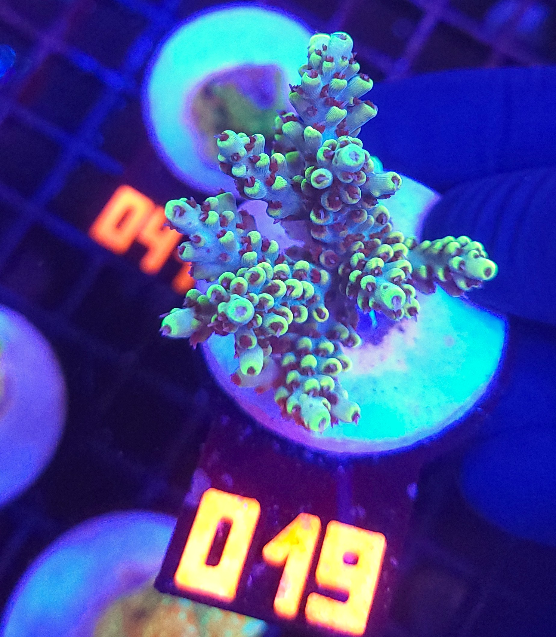 019 Acropora sp. (019) - obrazek 1