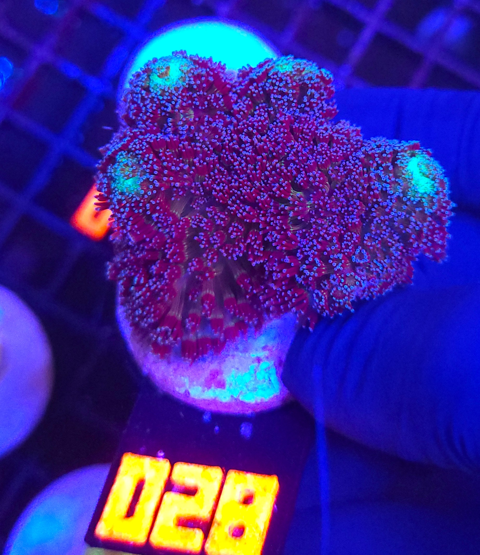 028 Stylophora pistillata „Milka” (028) - obrazek 1