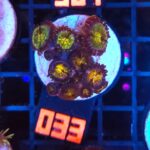 Zoanthus Nirvana Premium (033)
