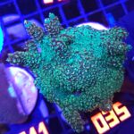 Acropora sp. (matecznik) (035)