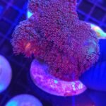 Stylophora pistillata „Milka” (039)