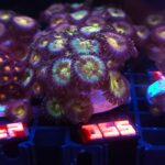 Zoanthus Nirvana Premium (055)