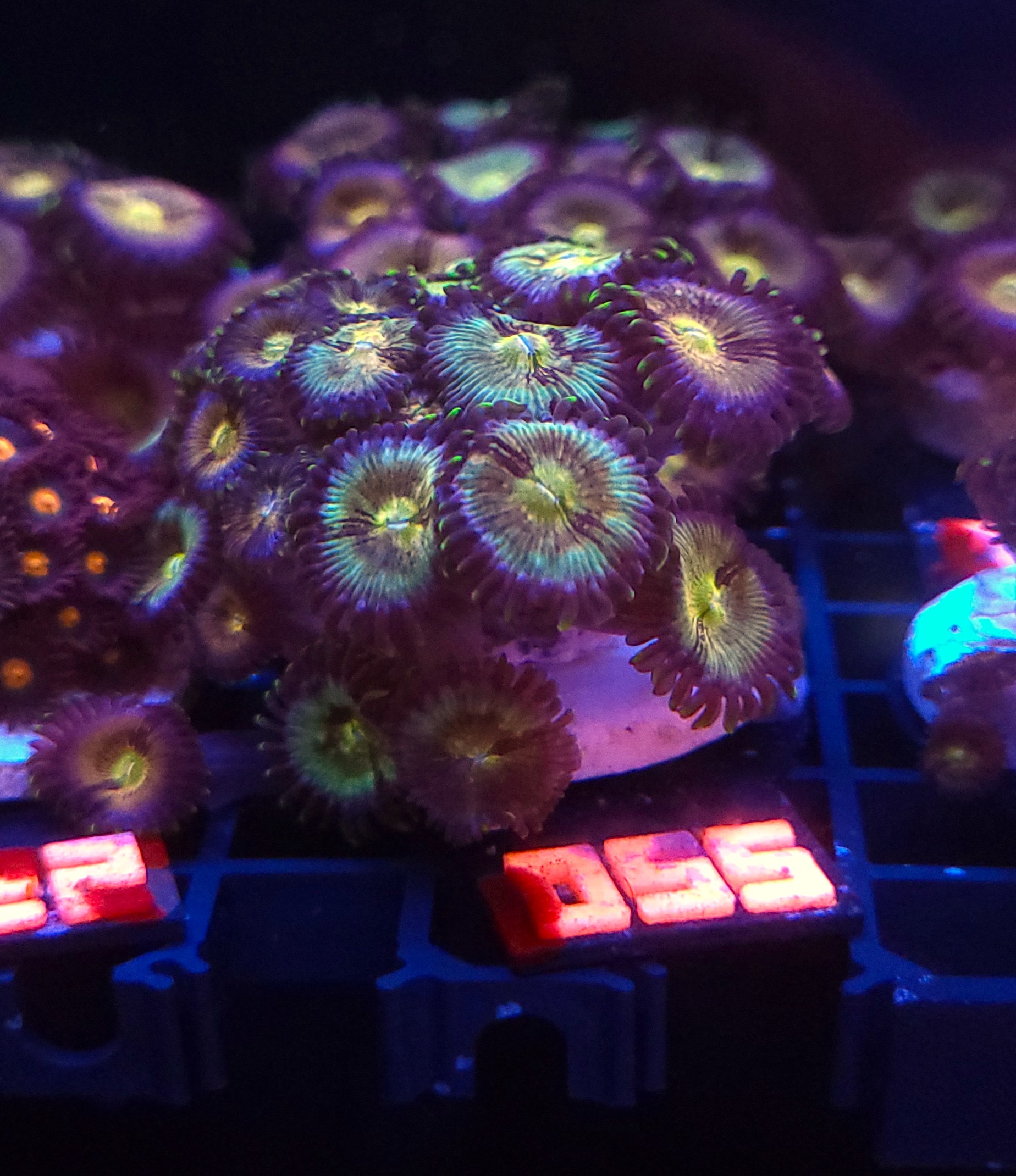 055 Zoanthus Nirvana Premium (055) - obrazek 1