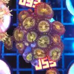Zoanthus Nirvana Premium (055)