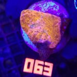 Echinophyllia RAINBOW PREMIUM (063)