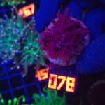 Euphyllia glabrescens Purple Dragon Torch 1h (078)
