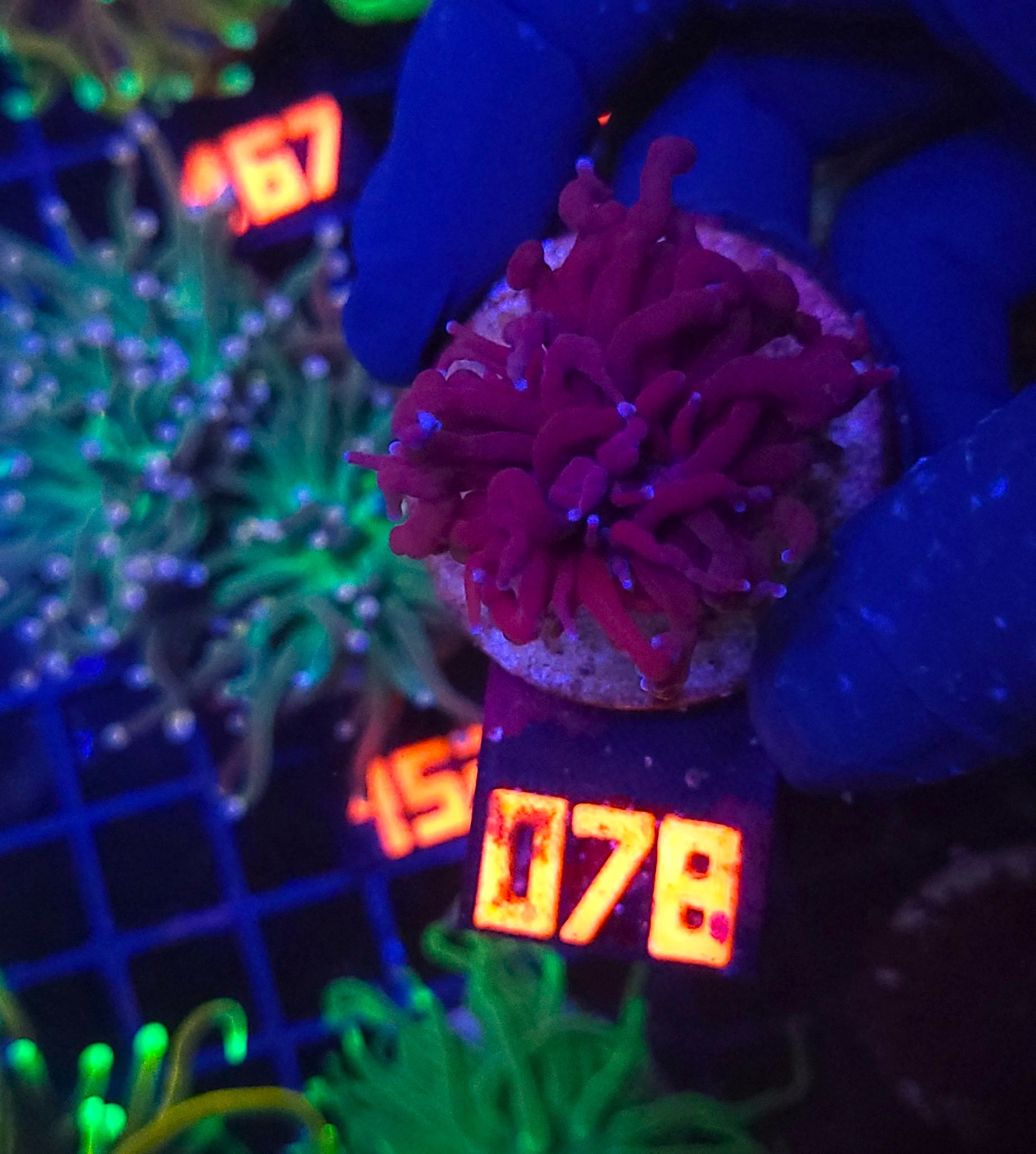 078 Euphyllia glabrescens Purple Dragon Torch 1h (078) - obrazek 1