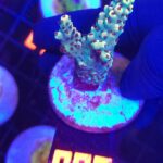 Acropora sp. (099)