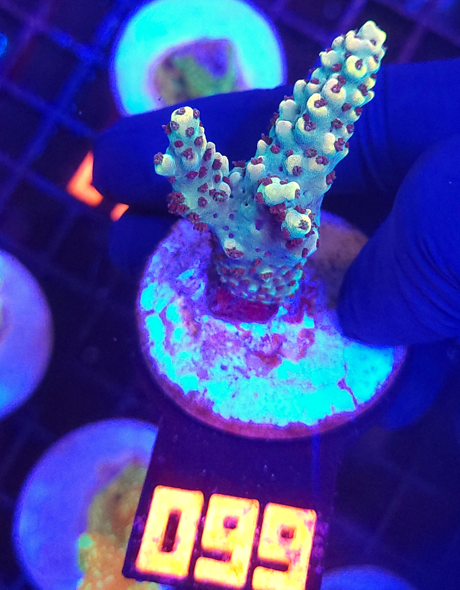 099 Acropora sp. (099) - obrazek 1