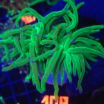 Euphyllia glabrescens toxic green 2h (108)